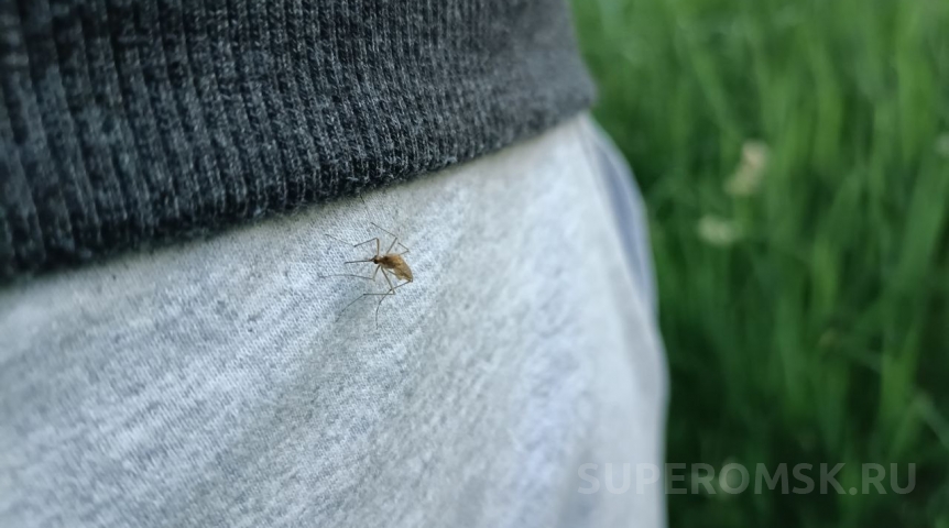 В омском парке 30-летия ВЛКСМ займутся избавлением от комаров