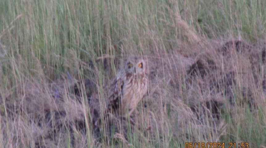Омское Минприроды показало фотографии, где нужно найти мимикрирующих сов
