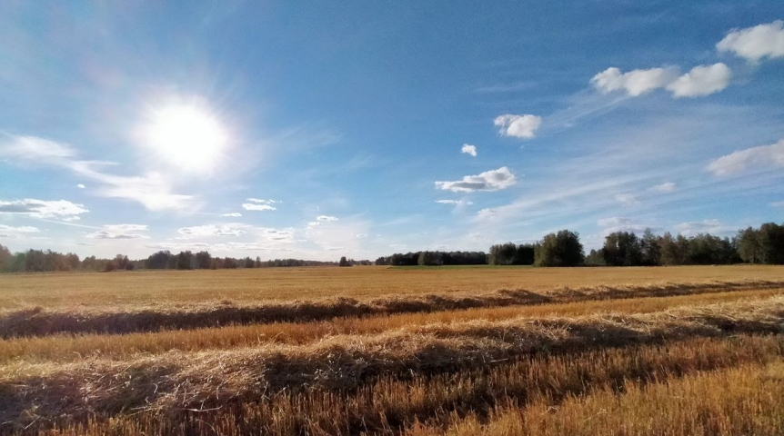 Начался новый этап уборочной кампании в Омской области