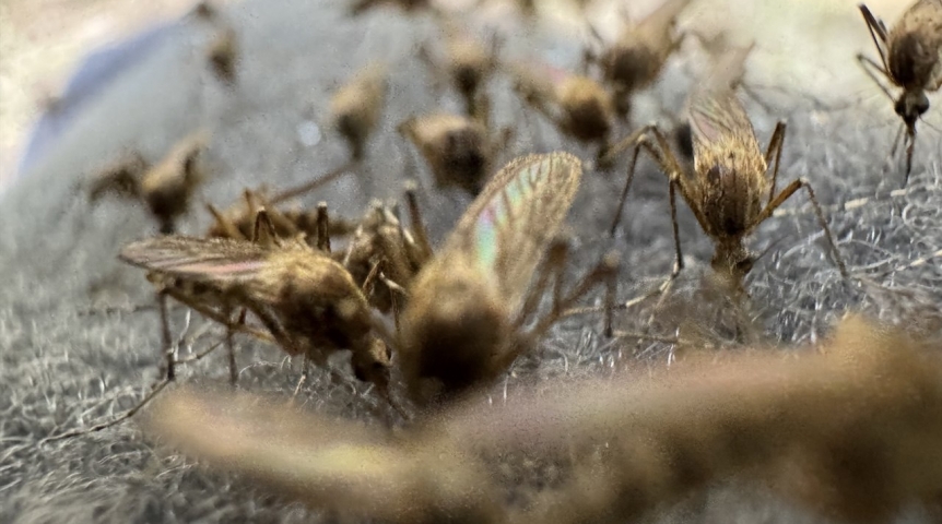 Неотъемлемая часть Арктики: роль комаров и мошек в экосистеме