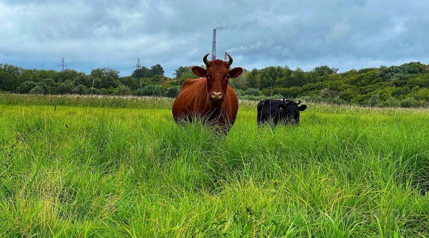 В Омской области сокращается производство молока и говядины