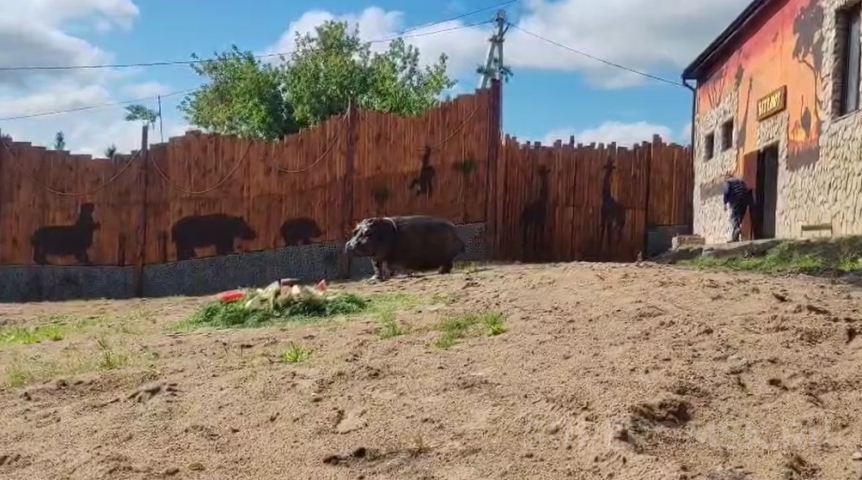 Омский бегемот Кёниг позабыл о солидности при виде арбузного торта