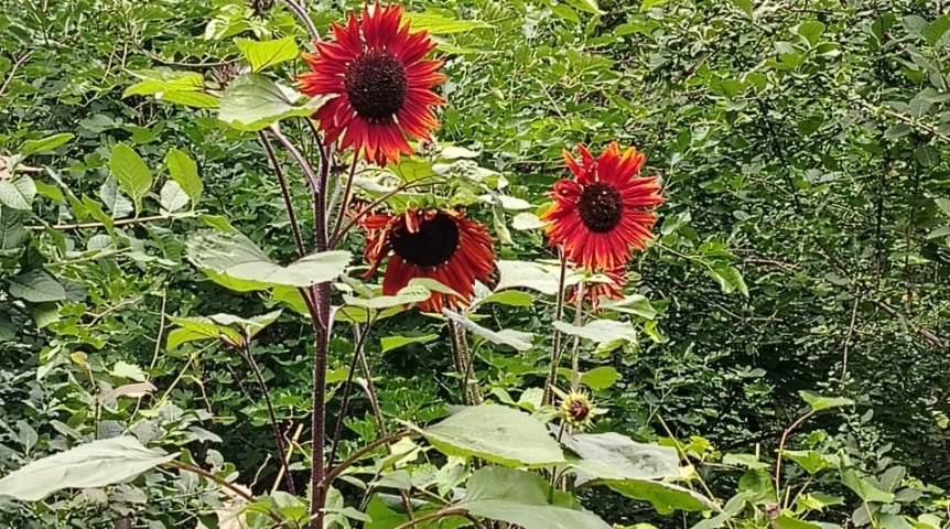 В омском дендропарке расцвели редкие красные подсолнухи