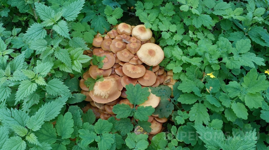 Омич променял рыбалку на грибы и поделился «уловом»