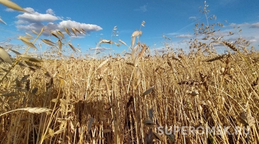 В Омской области из-за нарушений в оборот не выпустили 40 тысяч тонн зерна