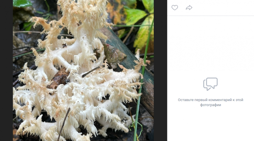 Омский грибник наткнулся в лесу на редкий гриб – пожиратель деревьев