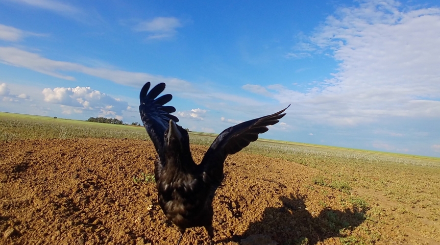 Грачи-диверсанты раскусили скрытую камеру и попытались ее сломать