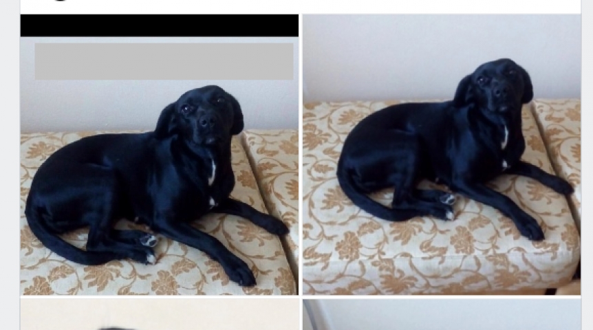 Омичка отыскала свою пропавшую собаку спустя 2,5 года поисков