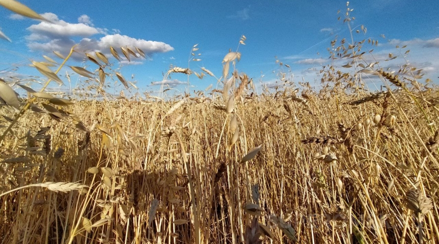 Омскому аграрию вручили атрибуты почетного звания от президента Путина