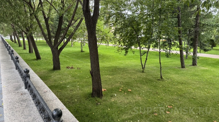 В центре Омска после дождей стали активно расти разные грибы