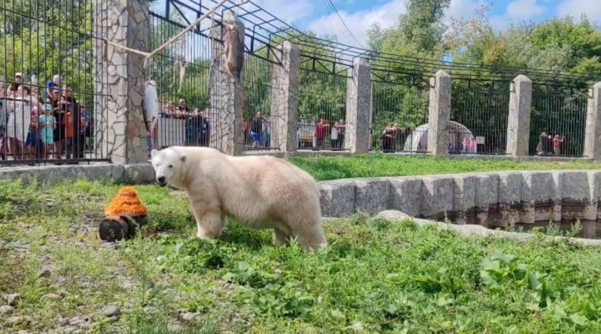 Омская медведица Думка оказалась гурманом и любителем тортиков