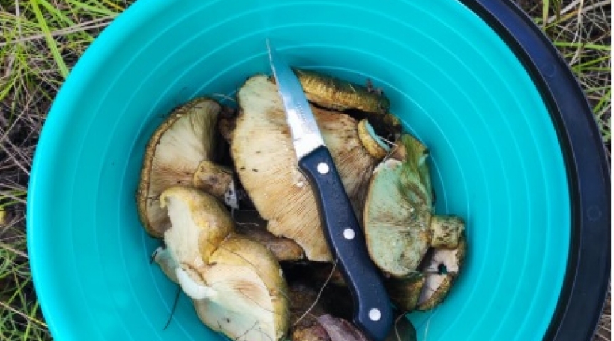 Омичи вывозят из лесов грибы мешками и корзинами