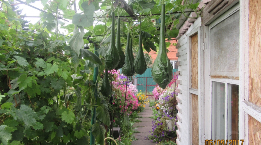 Омич выращивает на даче «инопланетные» лианы со «змеями»