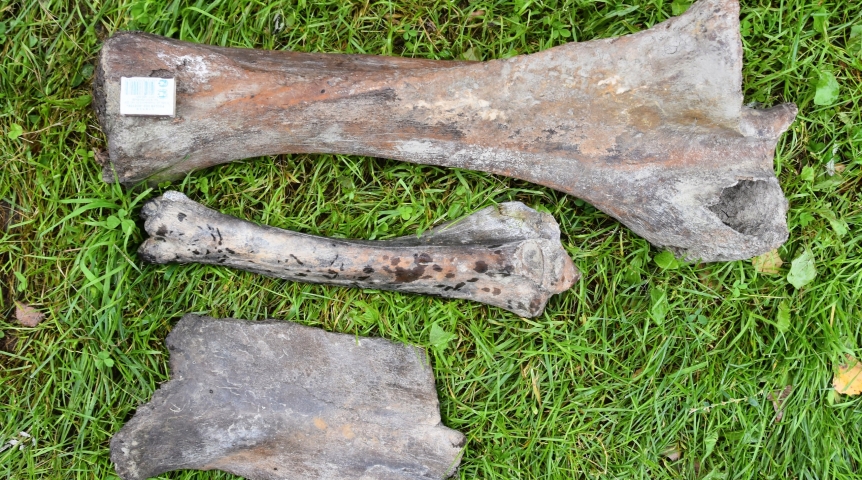 Омич нашел древние кости и вдохновился на протез