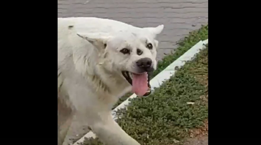 Омичи показали трехглазого лидера стаи на Сибзаводе