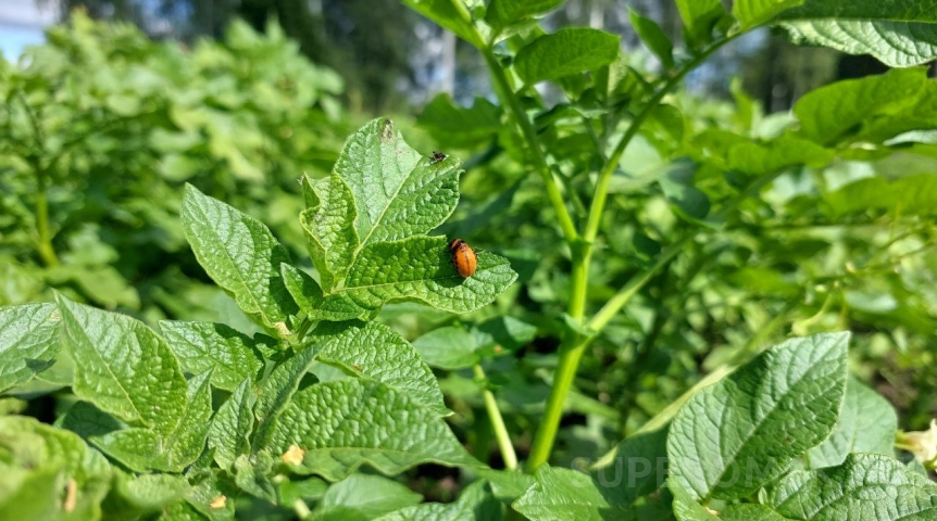 В Омской области ожидается рост активности вредоносного существа