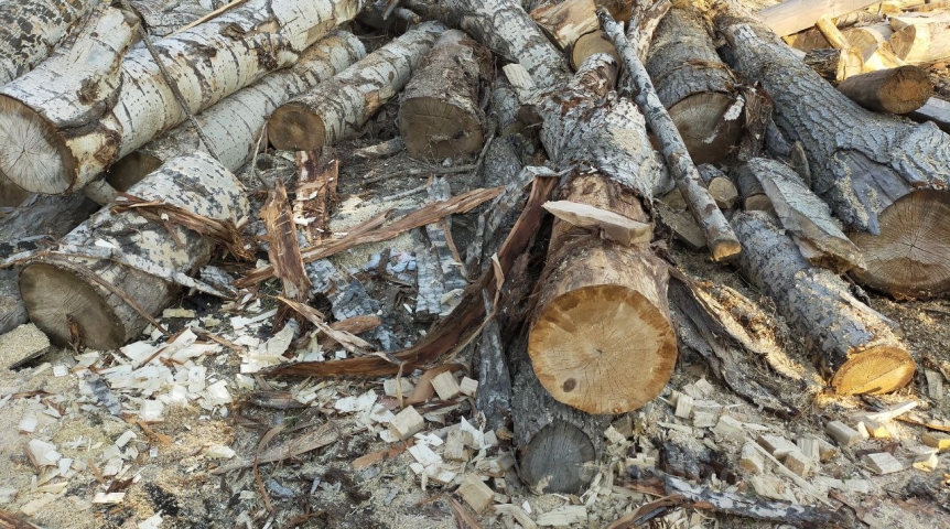 Омичи сообщили об угрозе сноса яблоневой аллеи в городке Водников