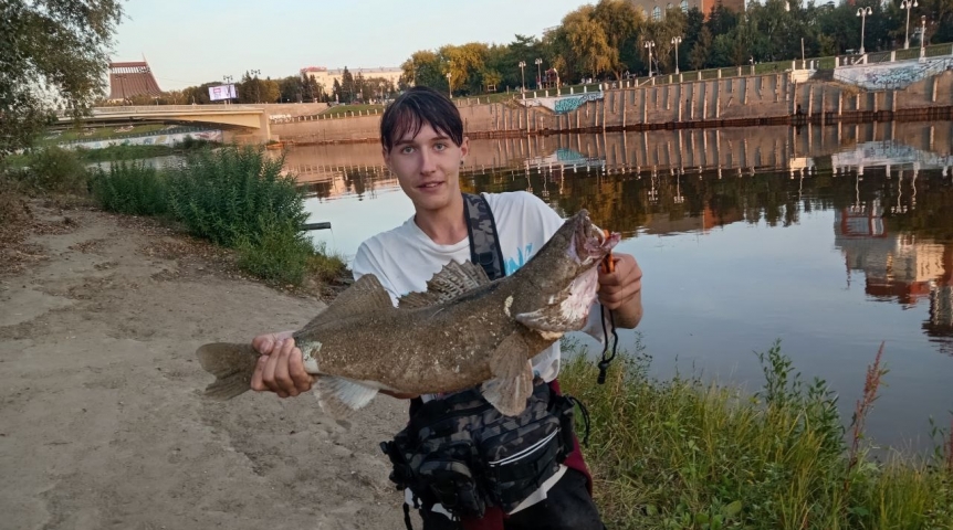 В центре Омска поймали гигантского судака
