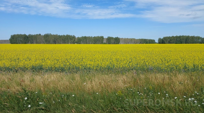 Стали известны результаты исследования омских полей на наличие ГМО