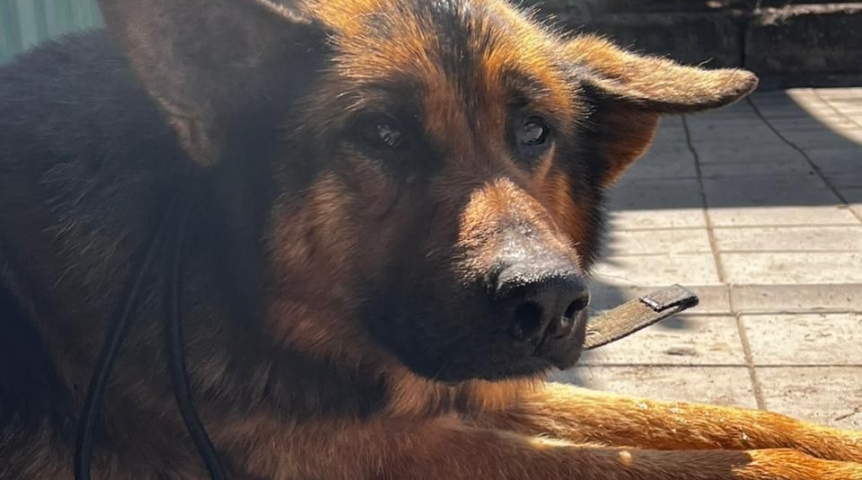 Выброшенный на улицу в Омске пес немецкой овчарки Эльбрус вылечился и ищет опекуна