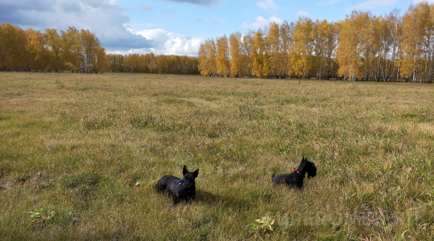 После бабьего лета в Омской области похолодает до ноябрьской температуры