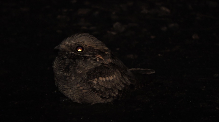 Чудо природы: в омском заказнике заметили загадочную птицу