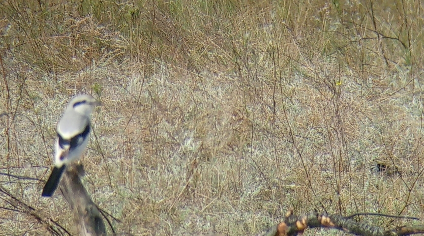 В омских лесах обнаружены загадочные «колючие кладовые» с мышами и ящерицами