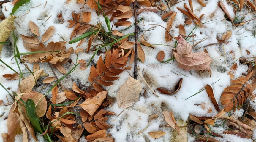 В Омской области ударят очередные заморозки