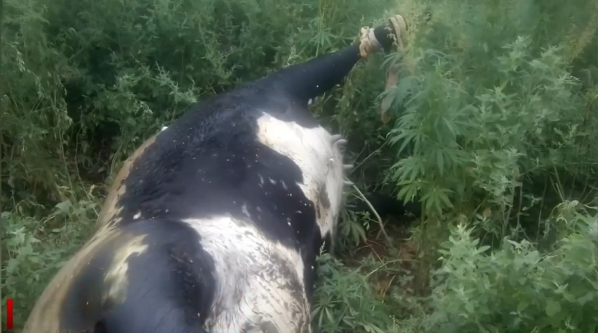 В Омской области ищут причастных к появлению свалки биологических отходов