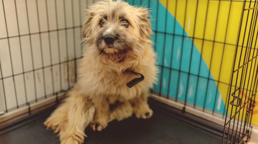 Омская собака Леди надеется найти опекуна, чтобы радоваться жизни после трагедии