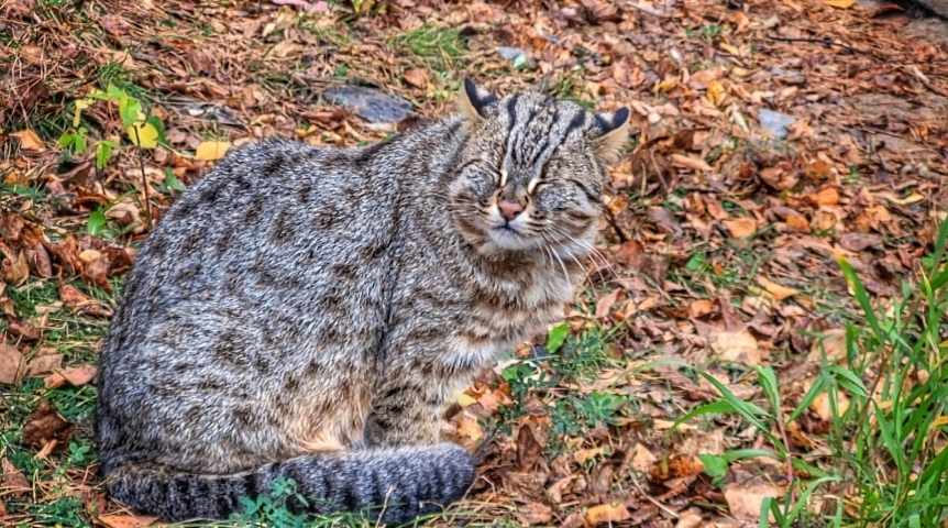 Омский кот Вася начал марафон по толстению вдвое к зиме