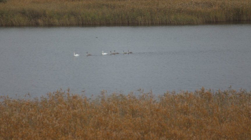 В омском парке «Птичья гавань» появилась редкая многодетная семья
