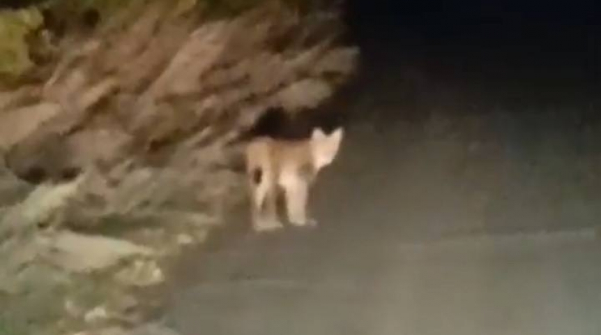 На юге Омской области заметили редчайшего зверя