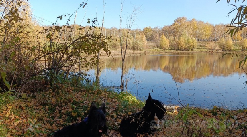 Продлится ли теплая осень в Омске?