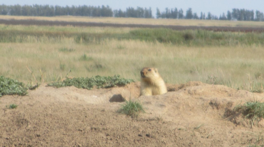 В Омской области из-за погоды животные стали раньше срока уходить в спячку