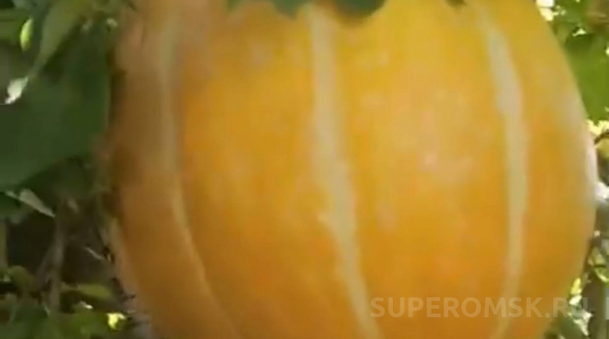 У омички на дачной яблоне выросла огромная тыква-мутант