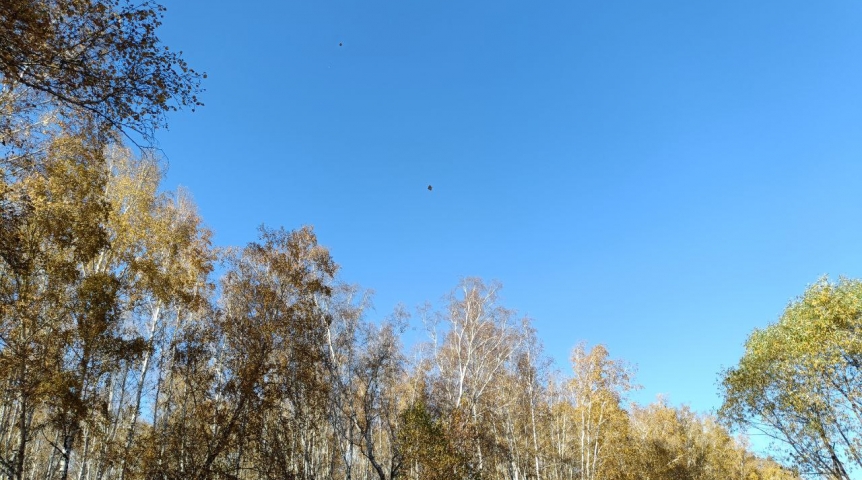 В омских лесах начался сезон очень вкусных осенних грибов