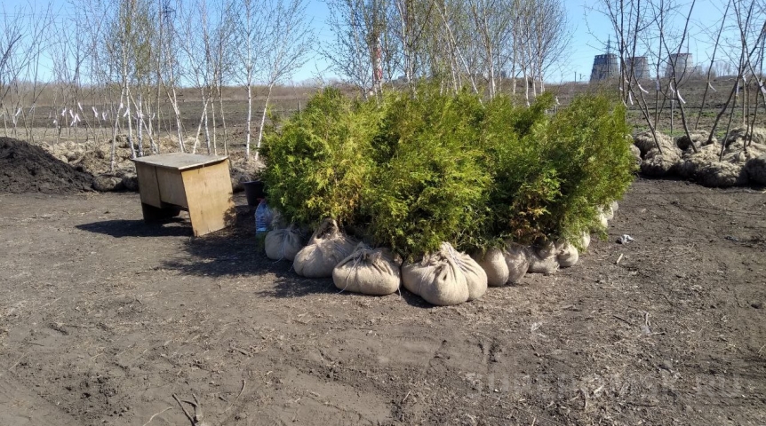 Мэр Шелест сообщил об осеннем «обогащении» зеленого каркаса Омска