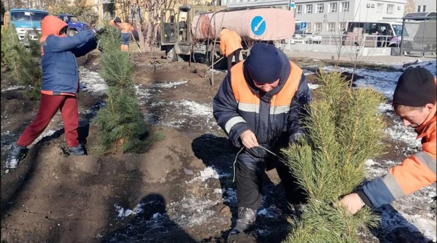 В Омске высадят здоровые деревья вместо аварийных на улице Маяковского