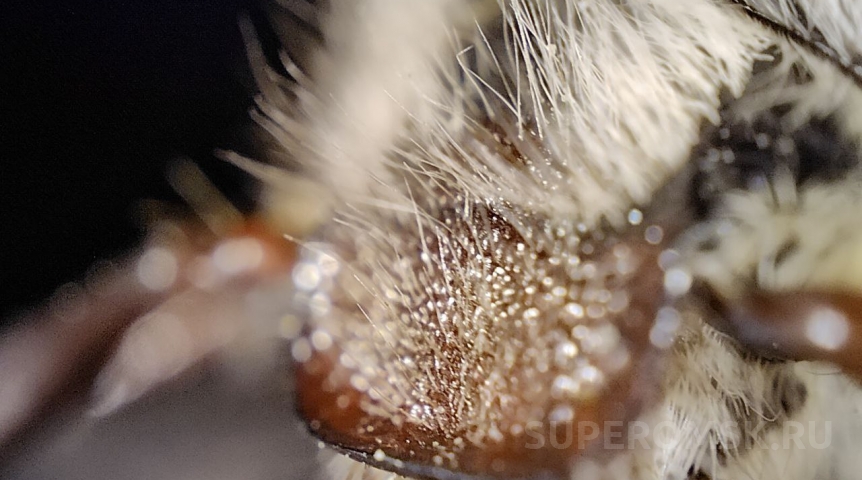 В Омской области спрогнозировали активность двух особо опасных вредителей в 2026 году