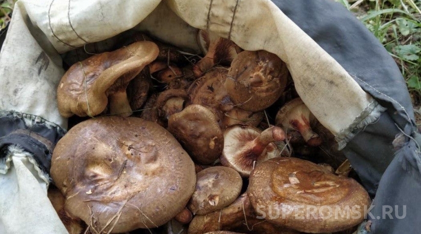 Омич насобирал грибов под снегом