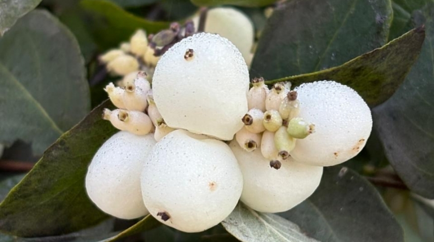 В Омске появились ядовитые кустарники