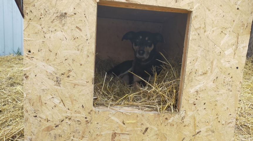 Под Омском собака год ждет хозяев на трассе, а неизвестные украли ее будку