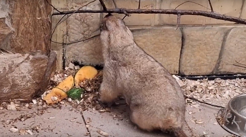 Омский нелюдимый сурок Паша стал прорабом
