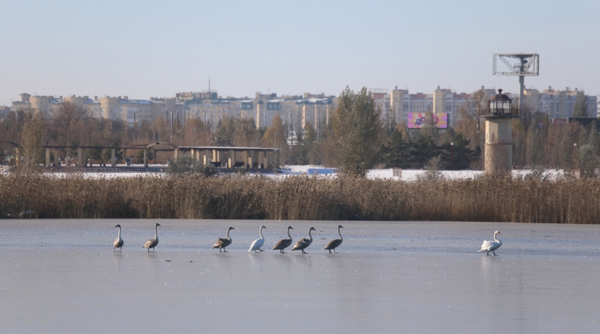Лебединая семья живет на ледяном озере в омском парке