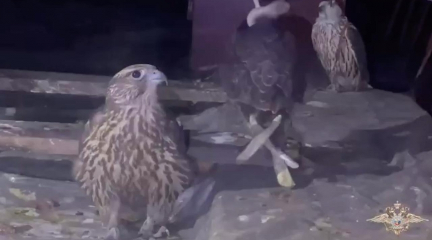 Появилось видео с краснокнижными птицами в «гаражном плену» под Омском