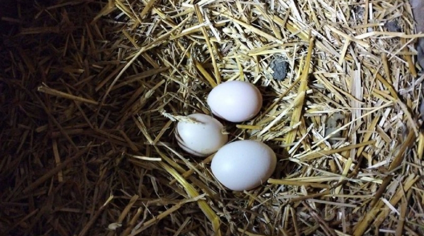 Названа причина подорожания яиц в Омской области