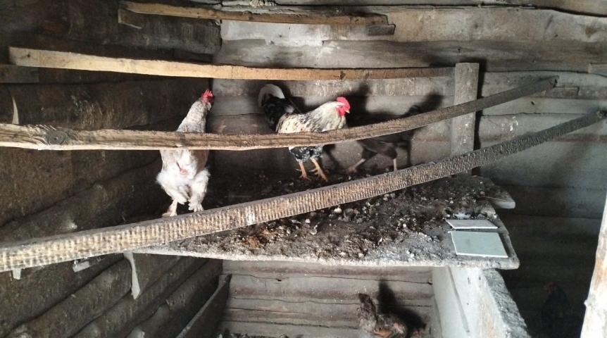 В Омске определили запретные места для выгула домашней птицы