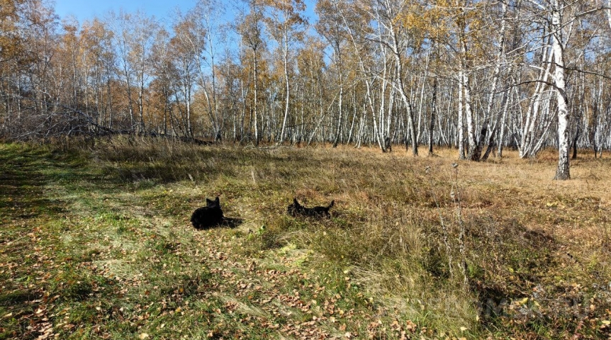 Омскую область и Сибирь в выходные накроют опасные погодные явления