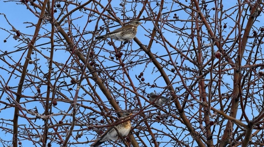 Омичей просят не соблазнять перелетных птиц